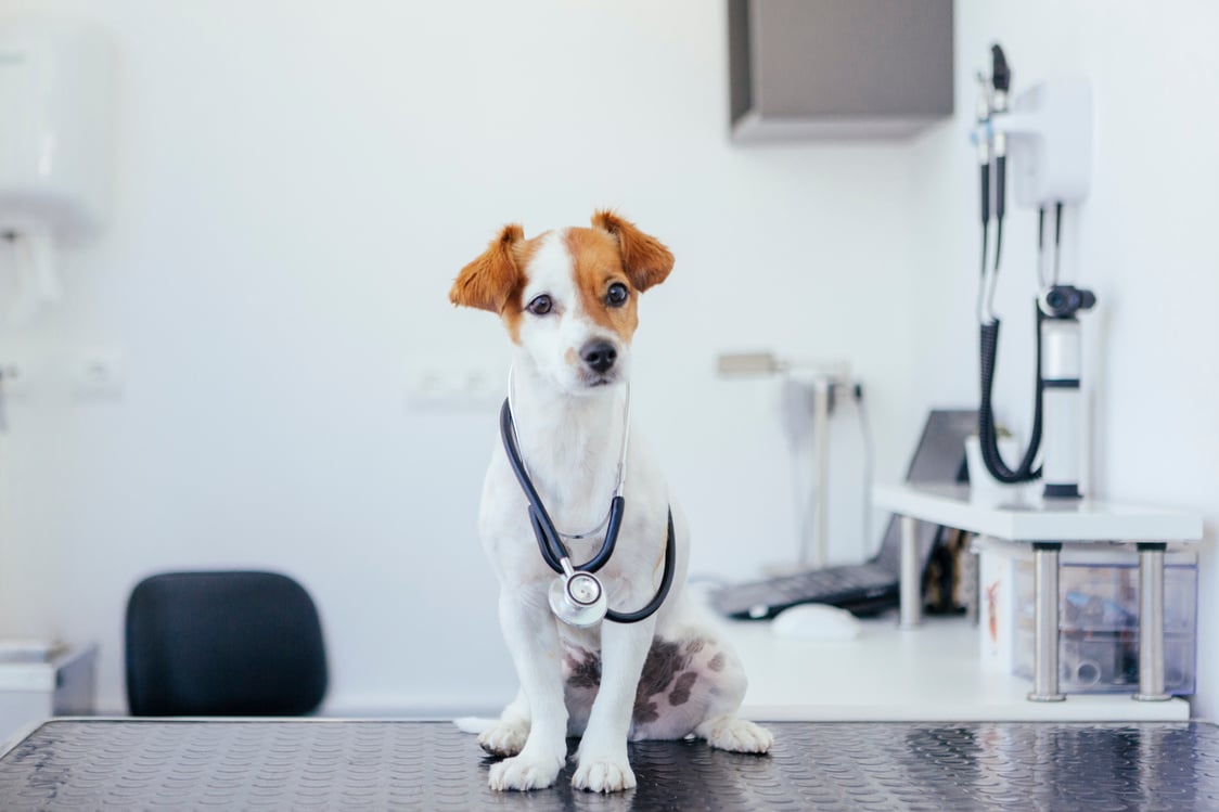 dog doctor in the veterinary