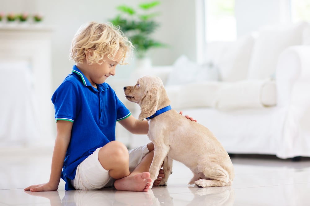 Child playing with dog. Kids play with puppy.